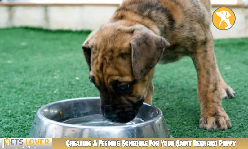 Creating A Feeding Schedule For Your Saint Bernard Puppy