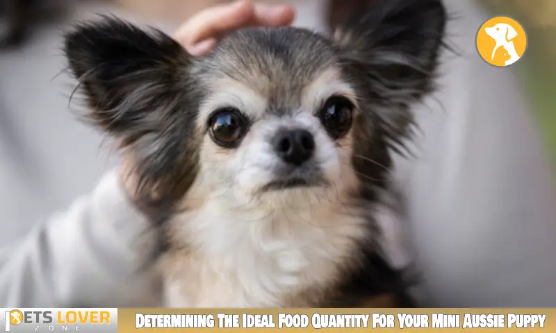 Determining The Ideal Food Quantity For Your Mini Aussie Puppy