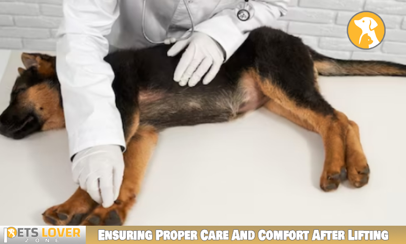 How to Safely Lift a Dog With a Broken Pelvis Like a Pro