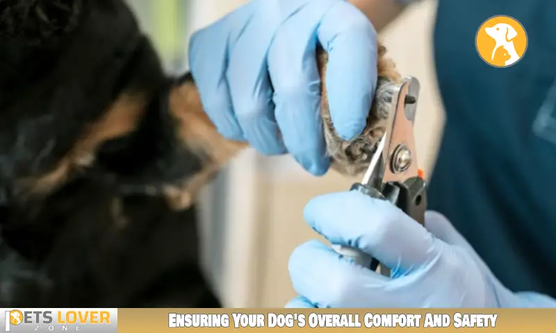 Ensuring Your Dog's Overall Comfort And Safety