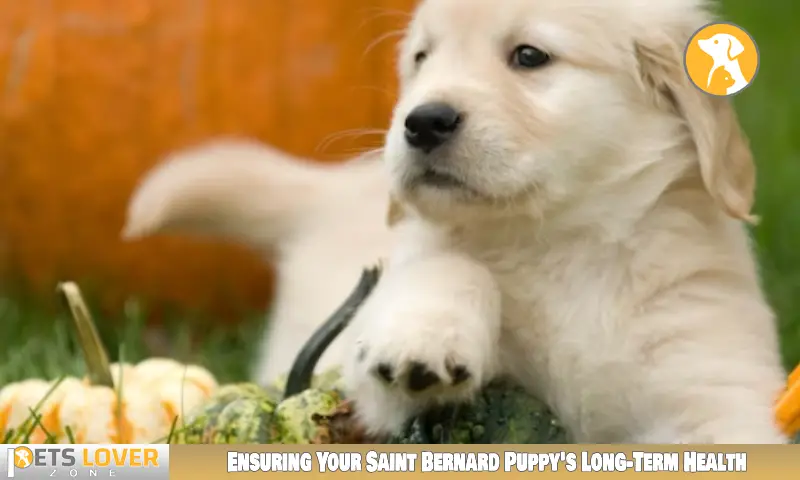 Ensuring Your Saint Bernard Puppy's Long-Term Health