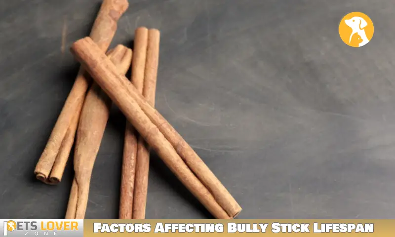 Factors Affecting Bully Stick Lifespan