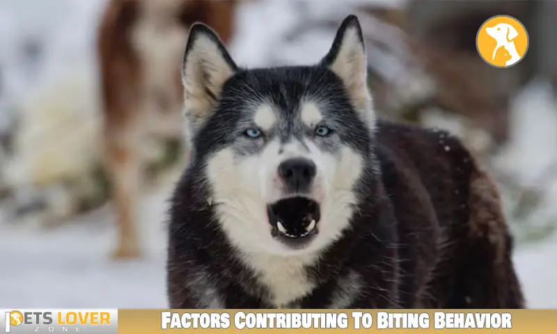Factors Contributing To Biting Behavior
