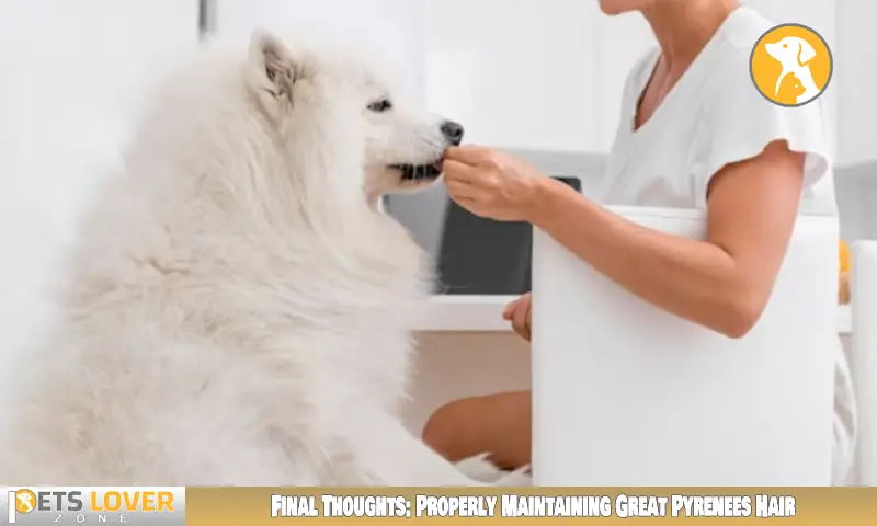 Final Thoughts: Properly Maintaining Great Pyrenees Hair