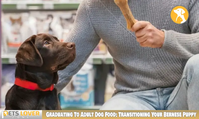 Graduating To Adult Dog Food: Transitioning Your Bernese Puppy