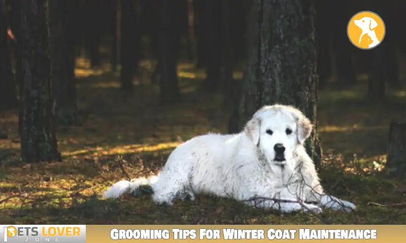 Grooming Tips For Winter Coat Maintenance