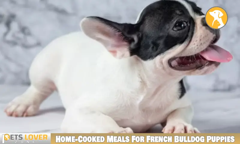 Home-Cooked Meals For French Bulldog Puppies