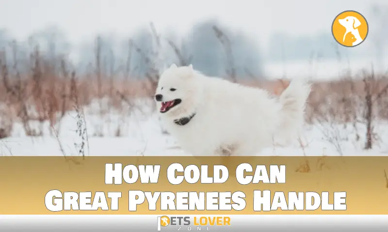 How Cold Can Great Pyrenees Handle