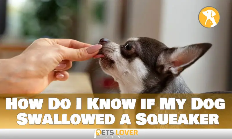 How Do I Know if My Dog Swallowed a Squeaker