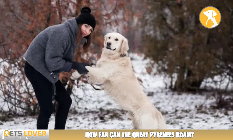 How Far Can the Great Pyrenees Roam?