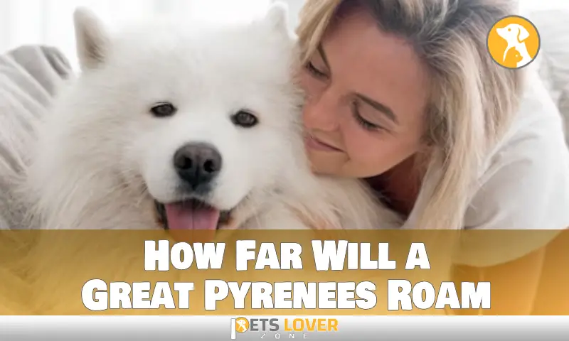 How Far Will a Great Pyrenees Roam