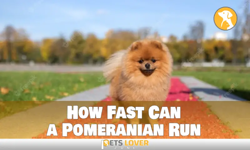 How Fast Can a Pomeranian Run