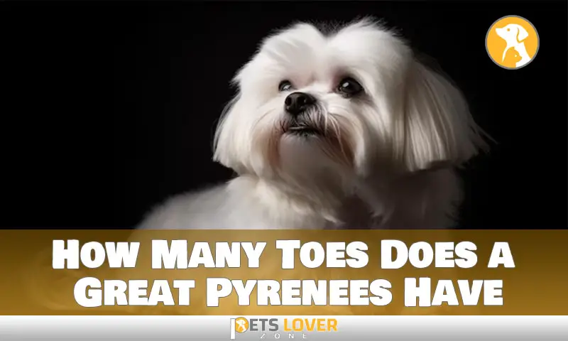 How Many Toes Does a Great Pyrenees Have