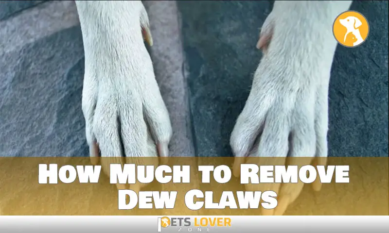 How Much to Remove Dew Claws