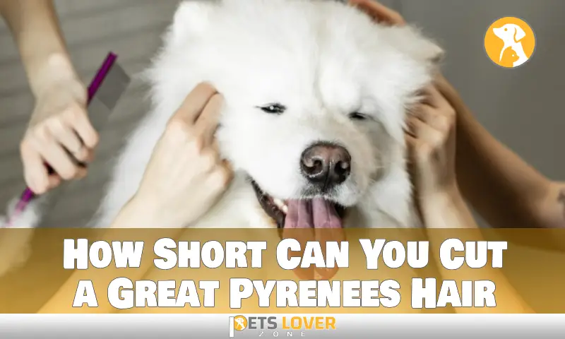 How Short Can You Cut a Great Pyrenees Hair