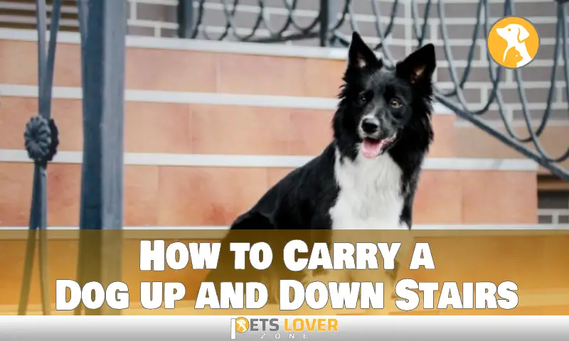 How to Carry a Dog up and Down Stairs