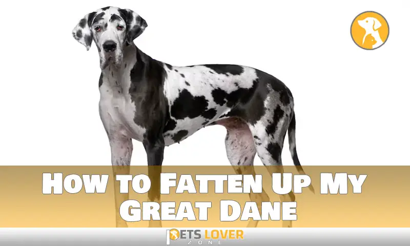 How to Fatten Up My Great Dane