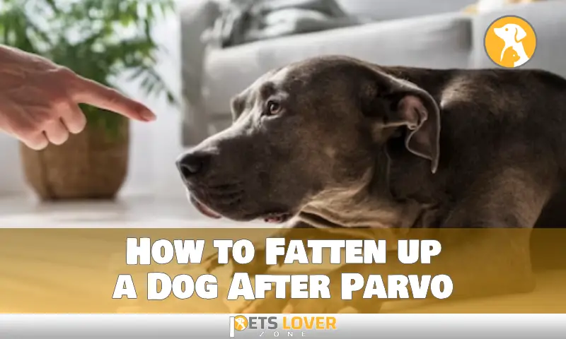 How to Fatten up a Dog After Parvo