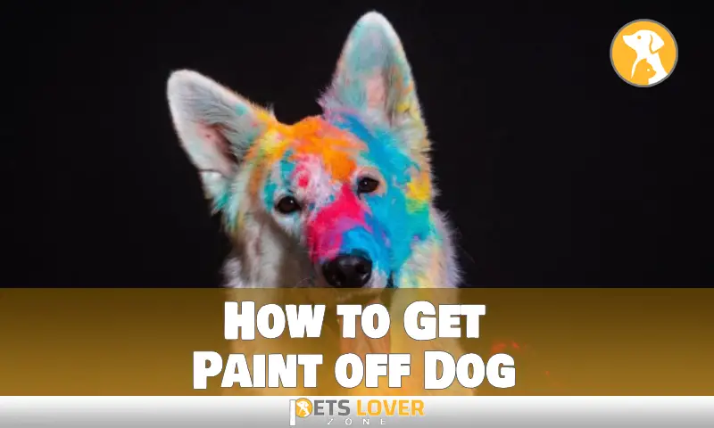 How to Get Paint off Dog