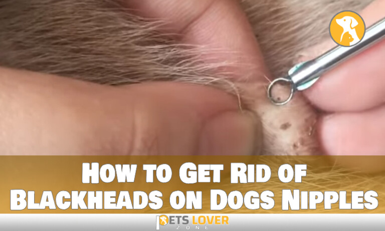 find-how-to-get-rid-of-blackheads-on-dogs-nipples-perfectly