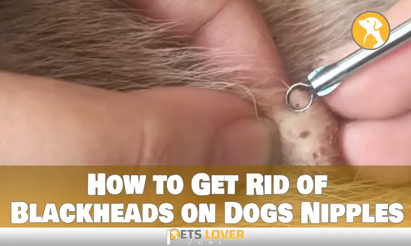How to Get Rid of Blackheads on Dogs Nipples