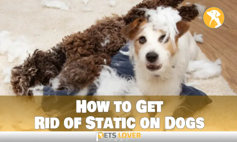 How to Get Rid of Static on Dogs