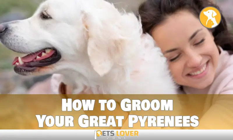 How to Groom Your Great Pyrenees