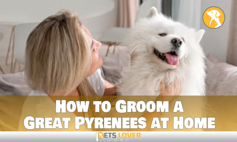 How to Groom a Great Pyrenees at Home