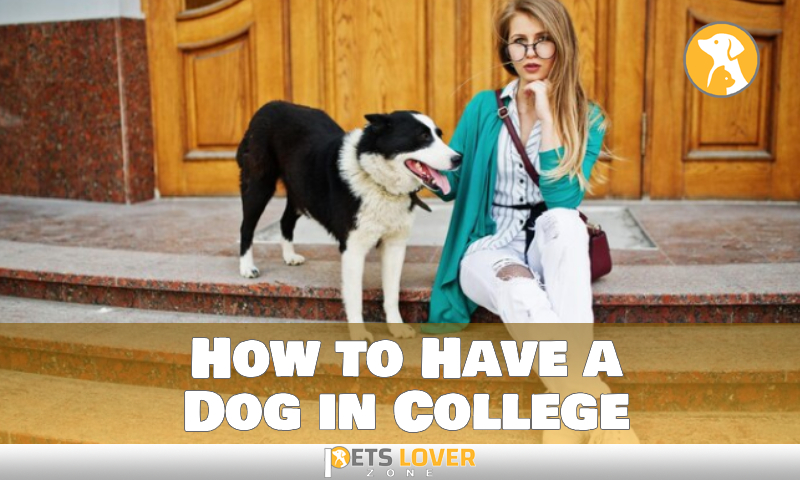 How to Have a Dog in College