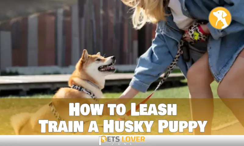 How to Leash Train a Husky Puppy