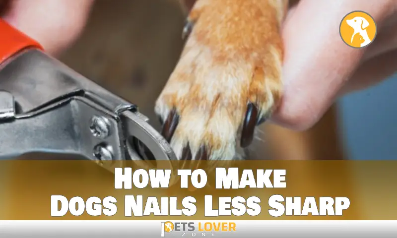 How to Make Dogs Nails Less Sharp