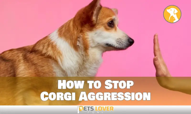 How to Stop Corgi Aggression