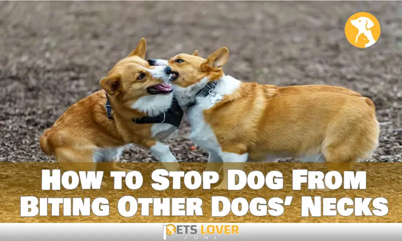 How to Stop Dog From Biting Other Dogs’ Necks
