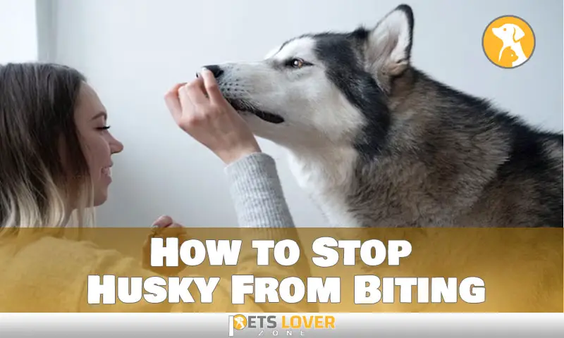 How to Stop Husky From Biting