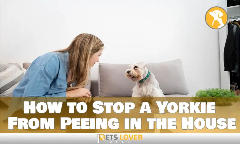 How to Stop a Yorkie From Peeing in the House