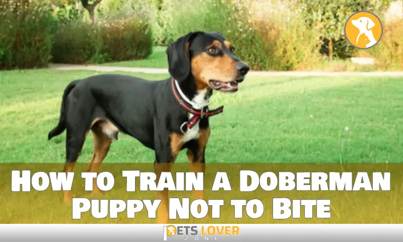 How to Train a Doberman Puppy Not to Bite