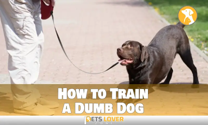 How to Train a Dumb Dog