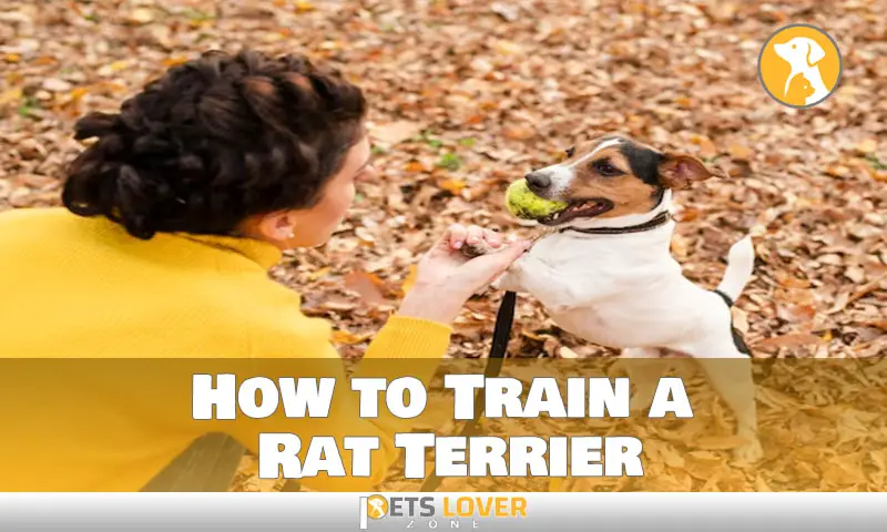 How to Train a Rat Terrier