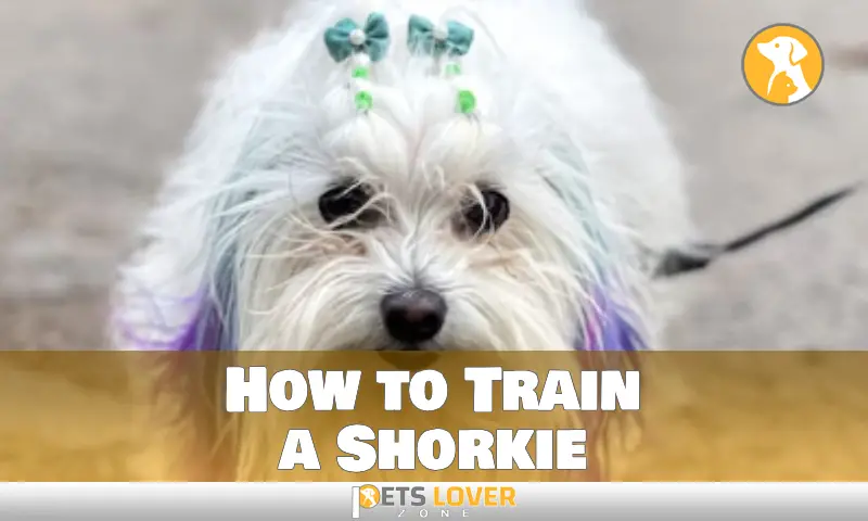 How to Train a Shorkie