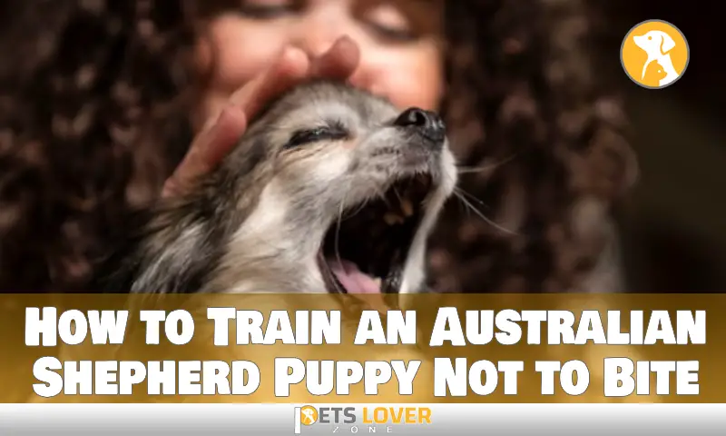How to Train an Australian Shepherd Puppy Not to Bite