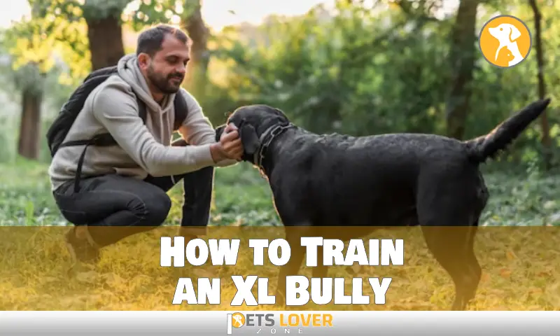 How to Train an Xl Bully