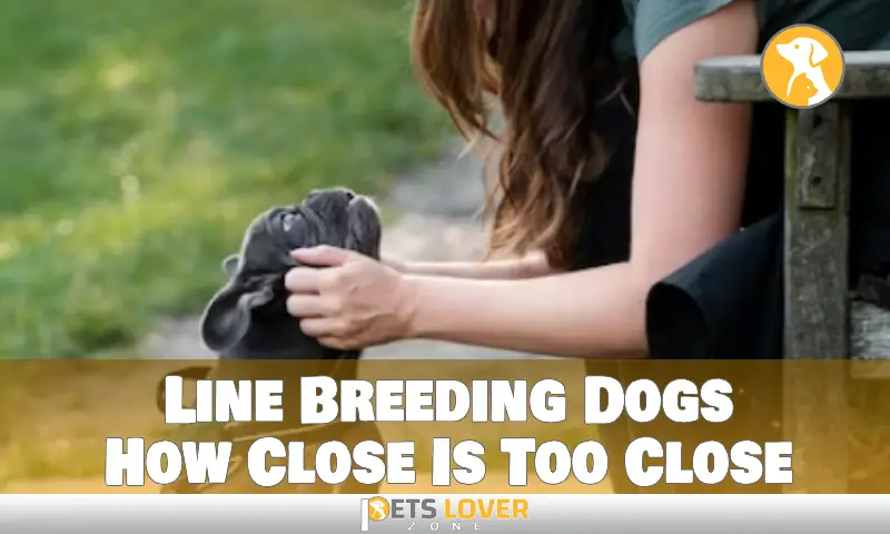 Line Breeding Dogs How Close Is Too Close