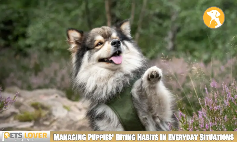 Managing Puppies' Biting Habits In Everyday Situations