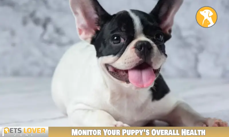 Monitor Your Puppy's Overall Health