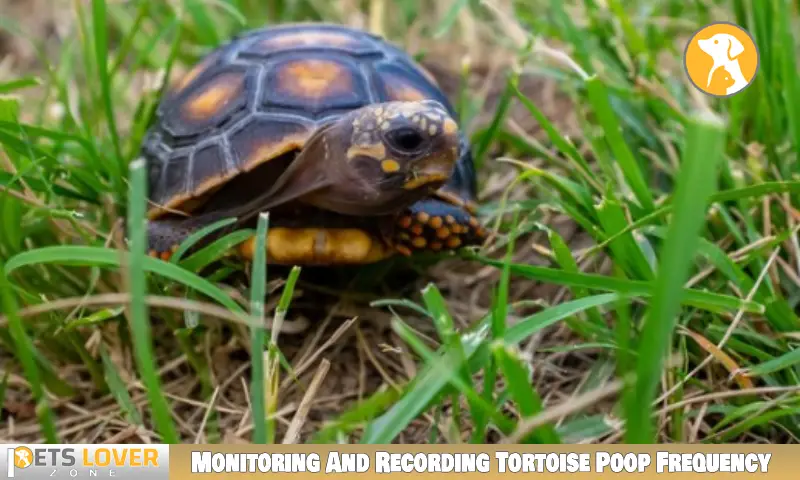 Monitoring And Recording Tortoise Poop Frequency