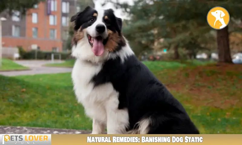 Natural Remedies: Banishing Dog Static