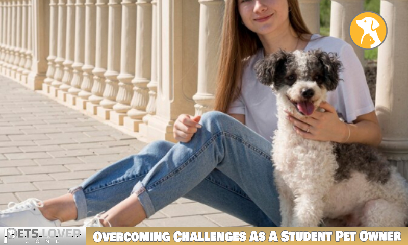 Overcoming Challenges As A Student Pet Owner