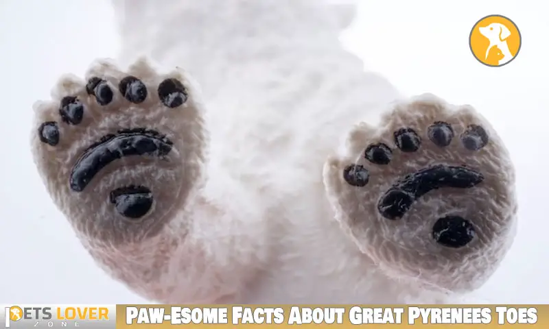 Paw-Esome Facts About Great Pyrenees Toes