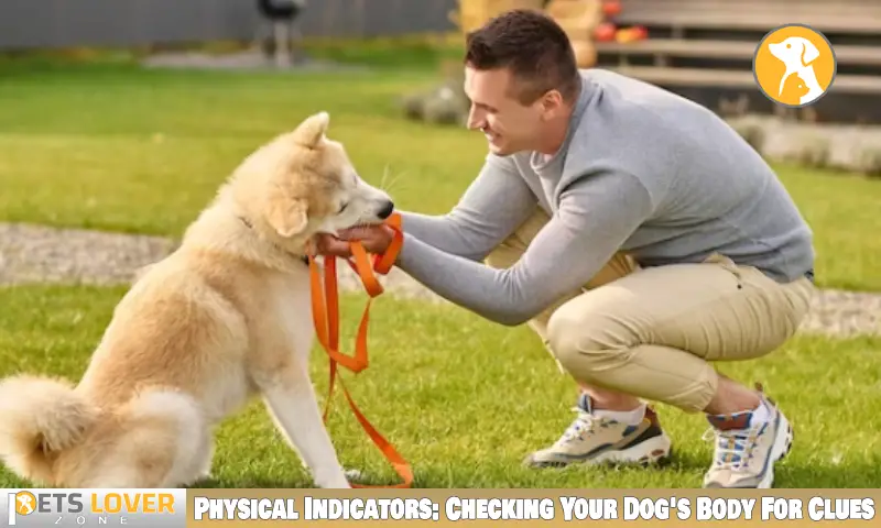 Physical Indicators: Checking Your Dog's Body For Clues