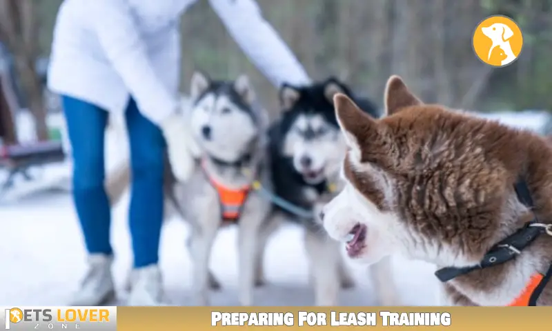 Preparing For Leash Training
